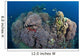 Coral Reefs Siaton Philippines Wall Decal