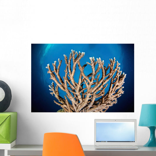 Coral Reef Siaton Philippines Wall Decal Design 7
