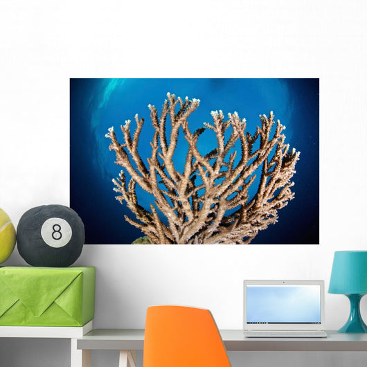 Coral Reef Siaton Philippines Wall Decal Design 7