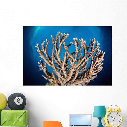 Coral Reef Siaton Philippines Wall Decal Design 7
