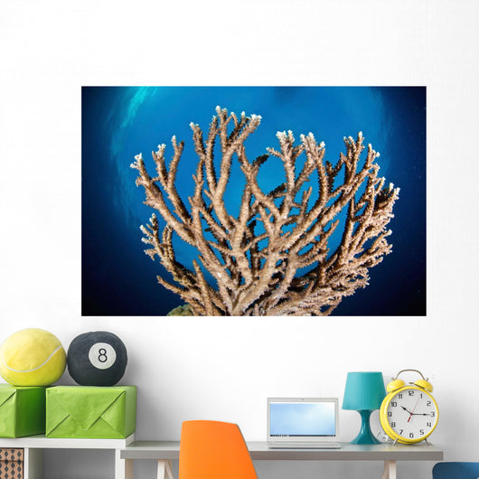 Coral Reef Siaton Philippines Wall Decal Design 7