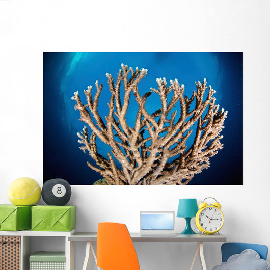 Coral Reef Siaton Philippines Wall Decal Design 7