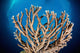 Coral Reef Siaton Philippines Wall Decal Design 7