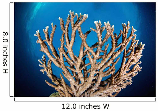 Coral Reef Siaton Philippines Wall Decal Design 7