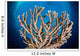 Coral Reef Siaton Philippines Wall Decal Design 7
