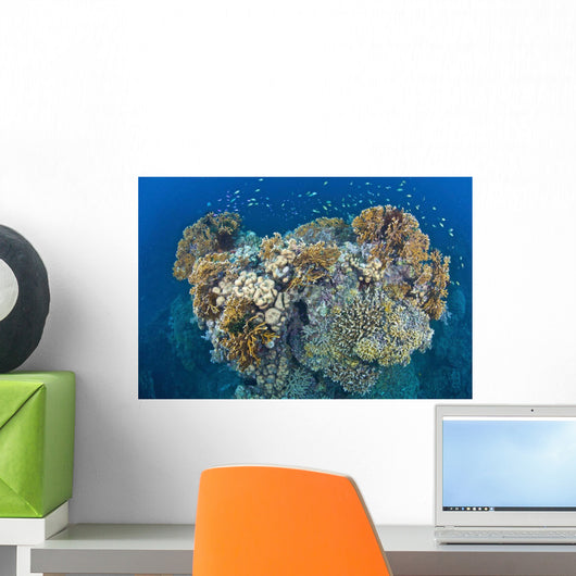 Coral Reef Siaton Philippines Wall Decal Design 6