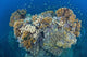 Coral Reef Siaton Philippines Wall Decal Design 6