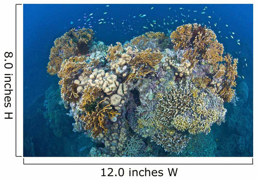Coral Reef Siaton Philippines Wall Decal Design 6