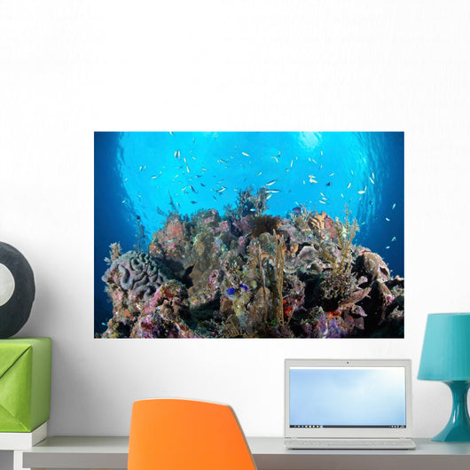 Coral Reef Siaton Philippines Wall Decal Design 5