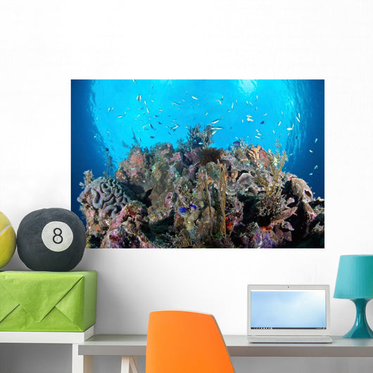 Coral Reef Siaton Philippines Wall Decal Design 5