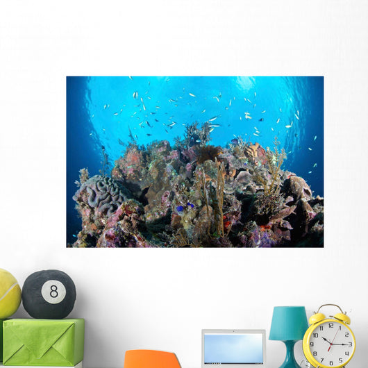 Coral Reef Siaton Philippines Wall Decal Design 5