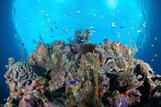 Coral Reef Siaton Philippines Wall Decal Design 5