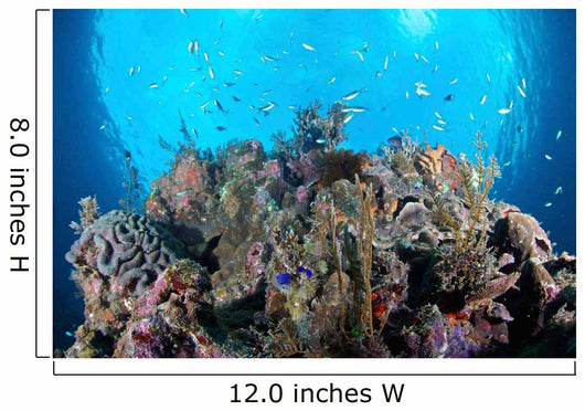 Coral Reef Siaton Philippines Wall Decal Design 5