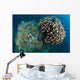 Coral Reef Siaton Philippines Wall Decal Design 4
