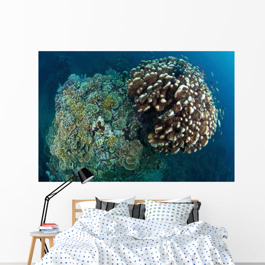 Coral Reef Siaton Philippines Wall Decal Design 4