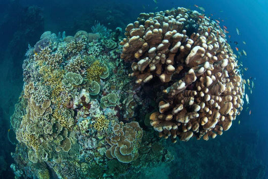 Coral Reef Siaton Philippines Wall Decal Design 4