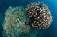 Coral Reef Siaton Philippines Wall Decal Design 4