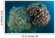 Coral Reef Siaton Philippines Wall Decal Design 4