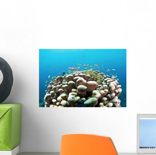 Coral Reef Siaton Philippines Wall Decal Design 3