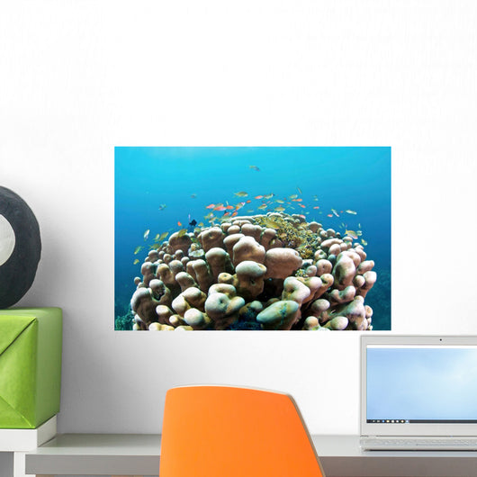 Coral Reef Siaton Philippines Wall Decal Design 3