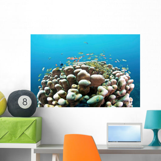 Coral Reef Siaton Philippines Wall Decal Design 3