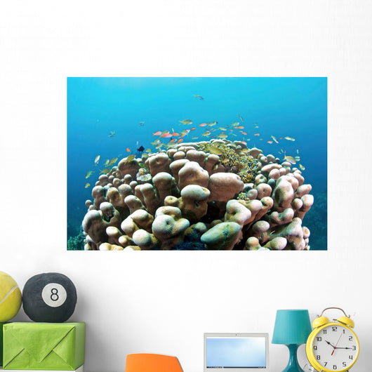 Coral Reef Siaton Philippines Wall Decal Design 3