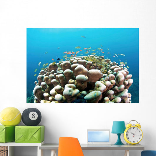 Coral Reef Siaton Philippines Wall Decal Design 3