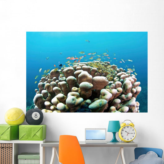 Coral Reef Siaton Philippines Wall Decal Design 3