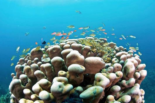 Coral Reef Siaton Philippines Wall Decal Design 3