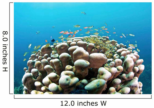 Coral Reef Siaton Philippines Wall Decal Design 3
