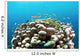 Coral Reef Siaton Philippines Wall Decal Design 3