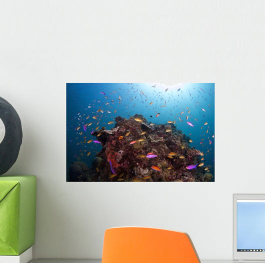 Coral Reef Siaton Philippines Wall Decal Design 2