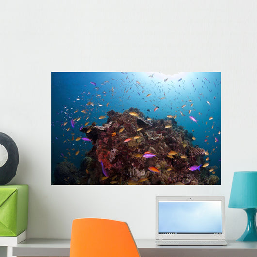 Coral Reef Siaton Philippines Wall Decal Design 2