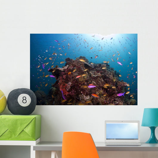 Coral Reef Siaton Philippines Wall Decal Design 2