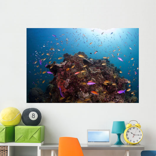 Coral Reef Siaton Philippines Wall Decal Design 2