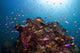 Coral Reef Siaton Philippines Wall Decal Design 2