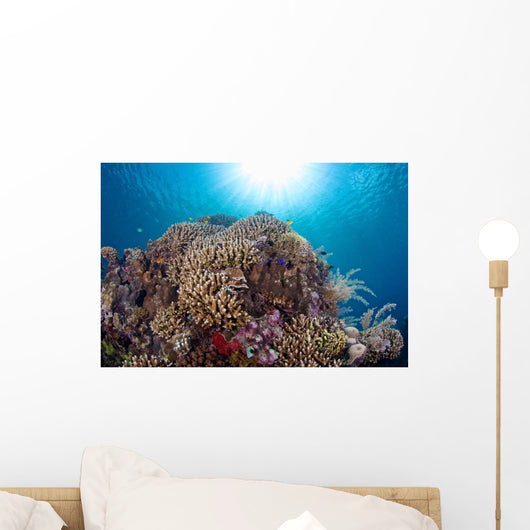 Coral Reef Siaton Philippines Wall Decal Design 1