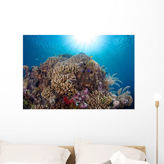 Coral Reef Siaton Philippines Wall Decal Design 1