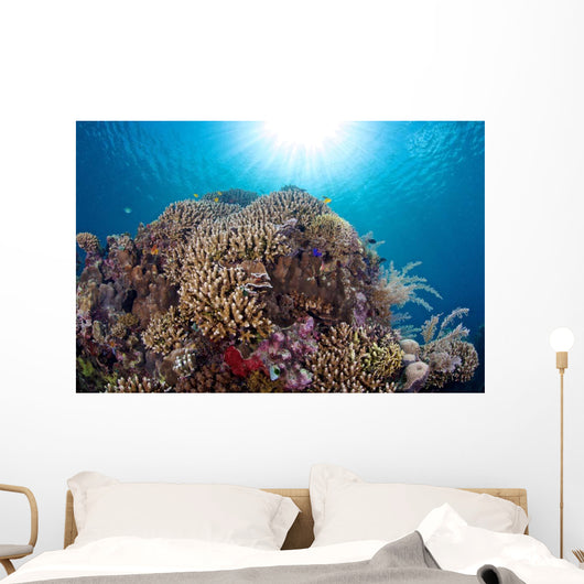 Coral Reef Siaton Philippines Wall Decal Design 1