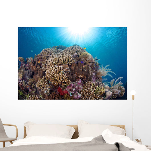 Coral Reef Siaton Philippines Wall Decal Design 1