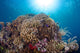 Coral Reef Siaton Philippines Wall Decal Design 1