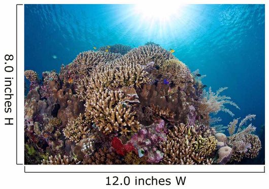 Coral Reef Siaton Philippines Wall Decal Design 1