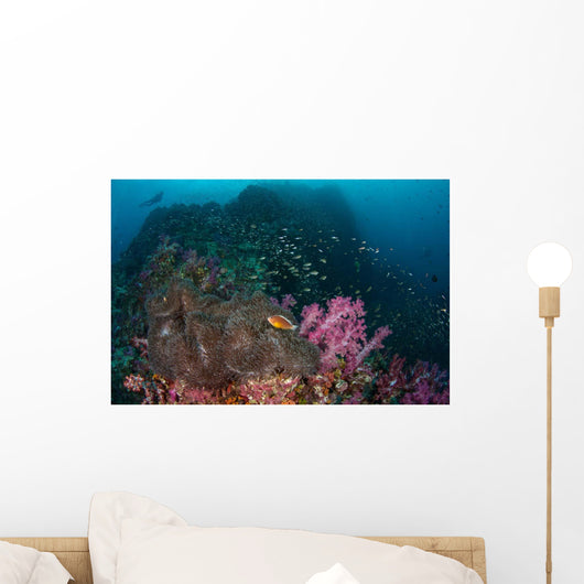 Anemone Soft Corals and Wall Decal