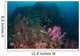 Anemone Soft Corals and Wall Decal
