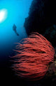 Diver and Corals Siaton Wall Decal