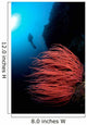 Diver and Corals Siaton Wall Decal