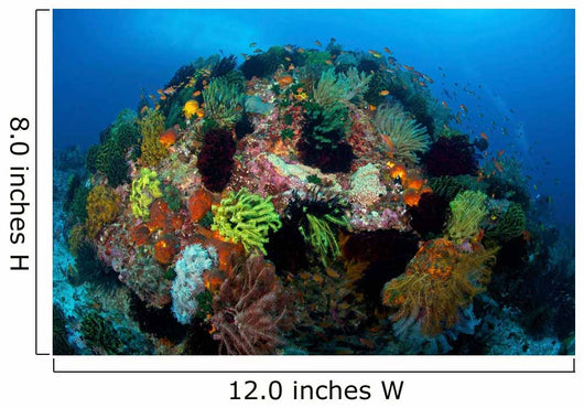 Crinoids Hard Coral Boulder Wall Decal
