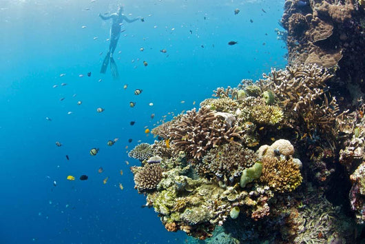 Free diver and Corals Moalboal Wall Decal