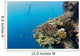 Free diver and Corals Moalboal Wall Decal