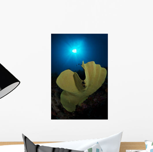 Hard Corals Cabilao Philippines Wall Decal